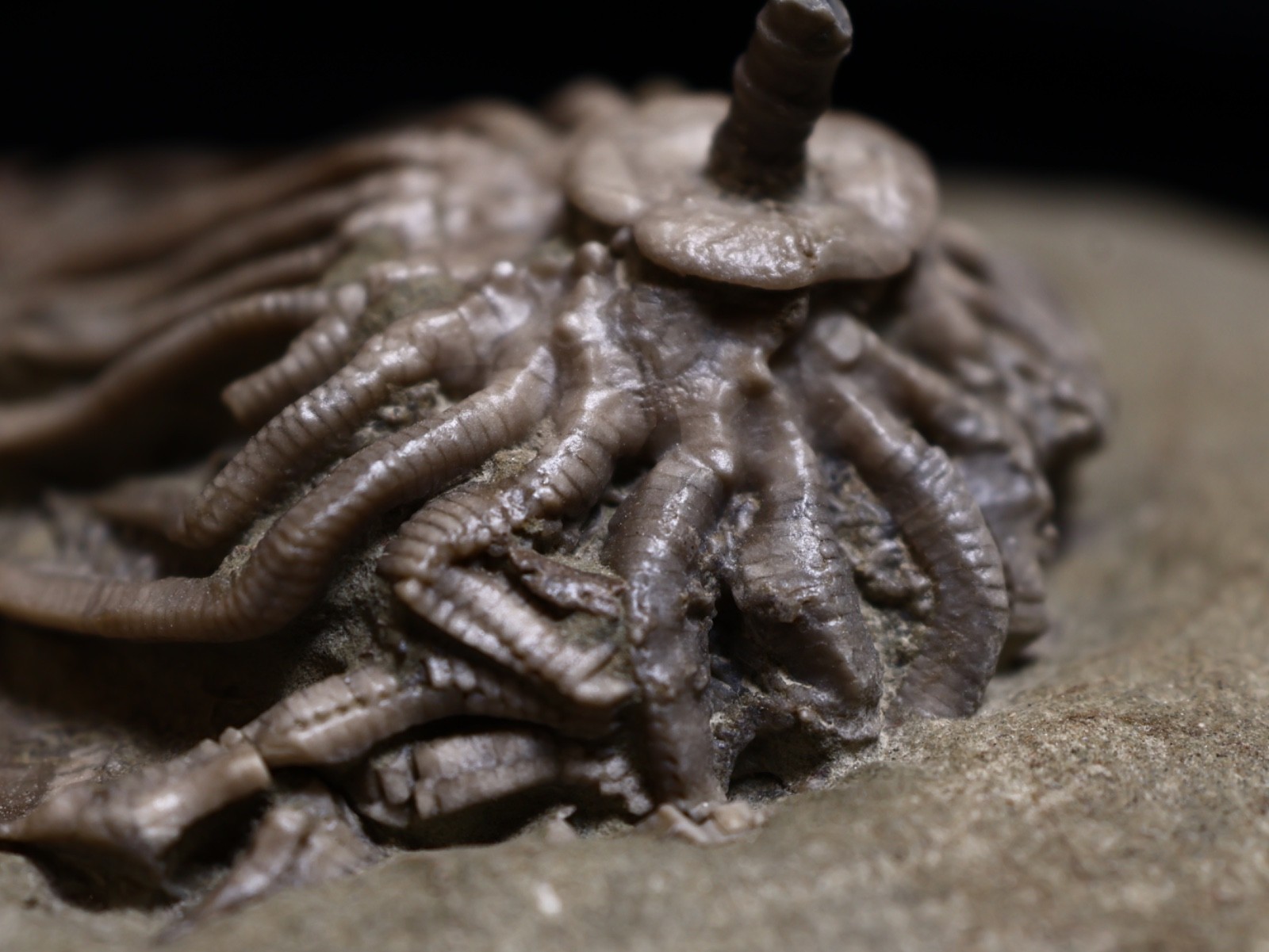 Revealing Fossil Crinoid, Crawfordsville, Indiana
