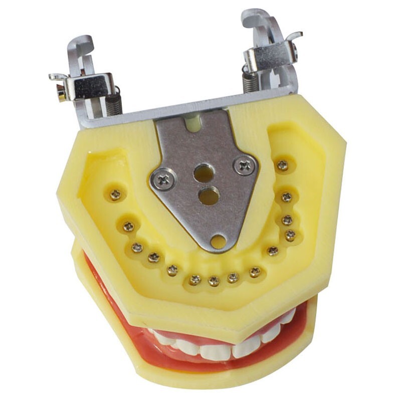 Teeth Model,Demonstration Teeth Model Standard Study Teaching Model