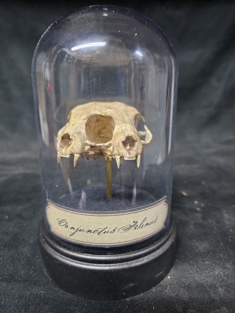Conjoined Skull Display.  Museum Quality, SIDESHOW GAFF, ODDITY, Deformed, Odd