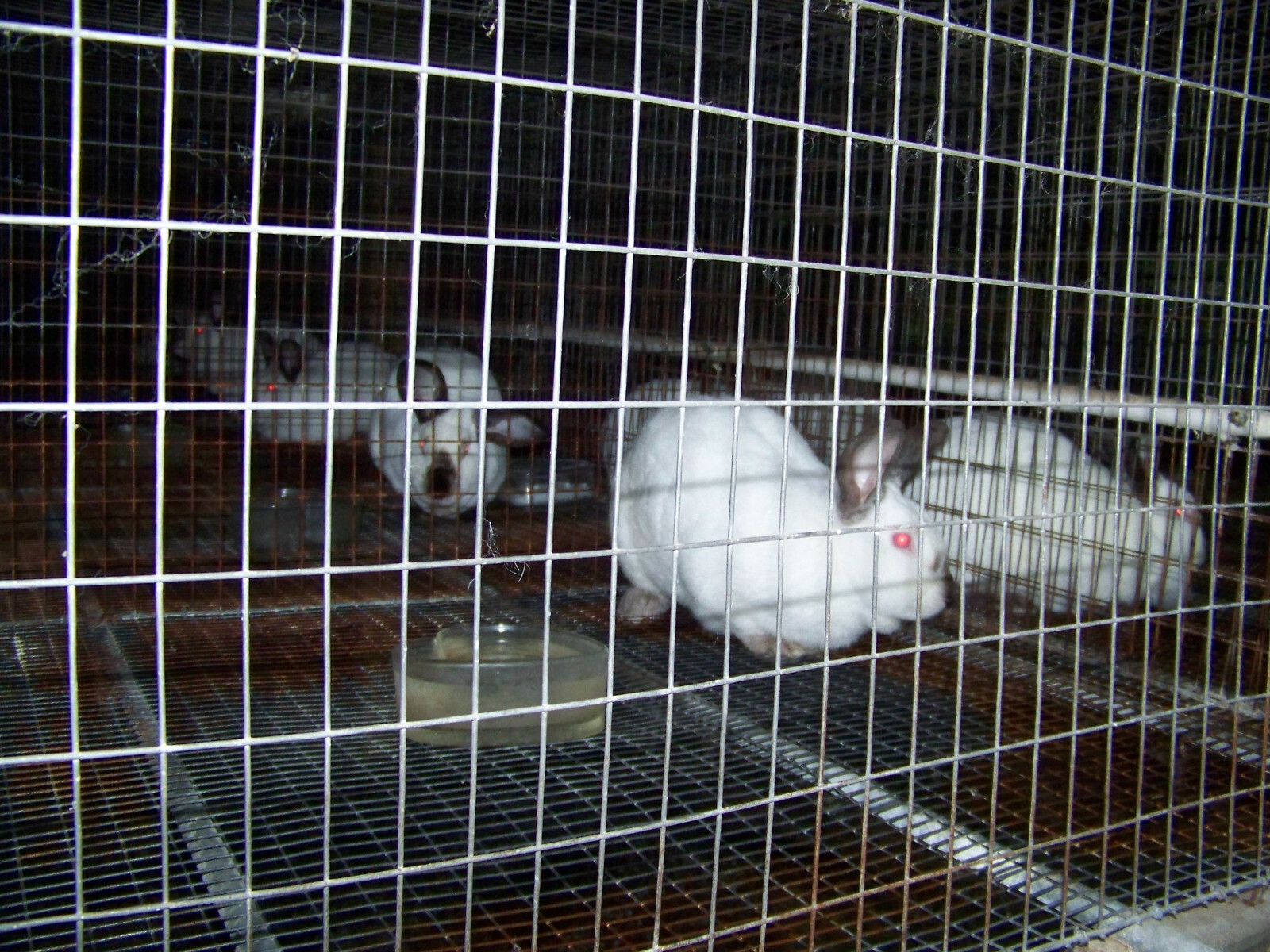 20 LBS Rabbit Manure Poop Organic Garden Plant Fertilizer