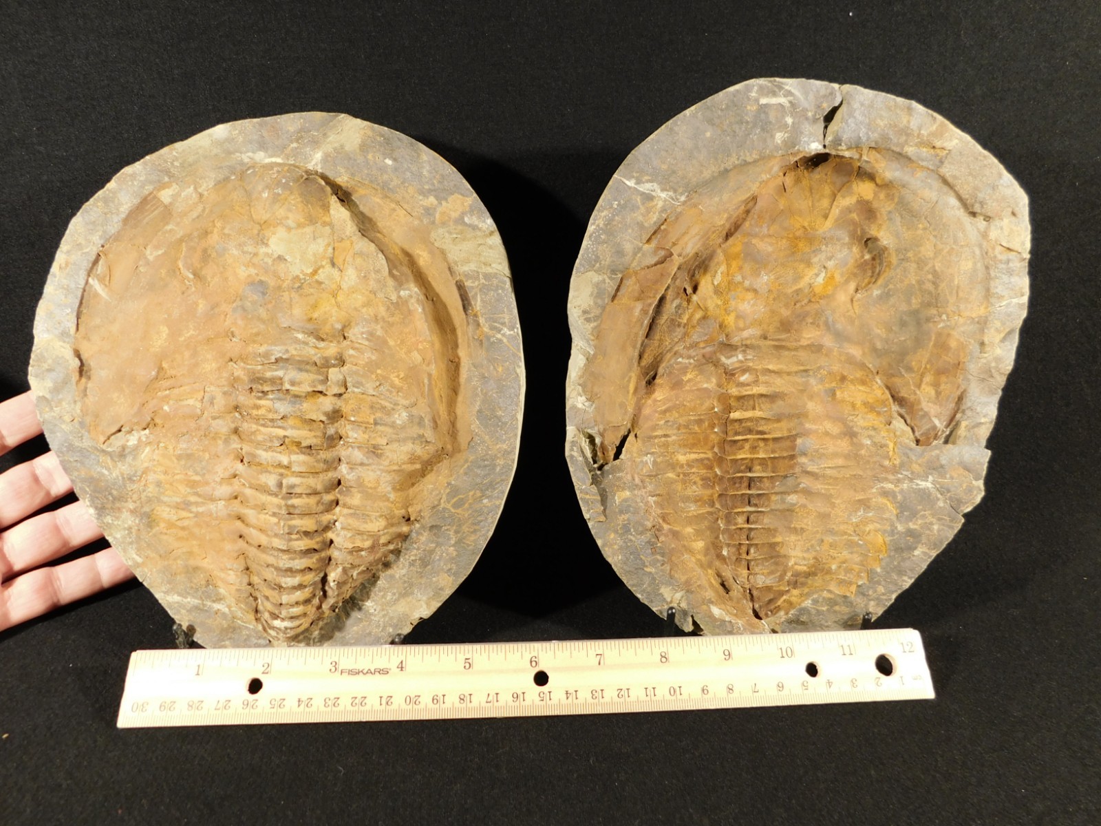 HUGE! 530 Million Year OLD! Andalusiana Trilobite Fossil Anif Morocco 3933gr