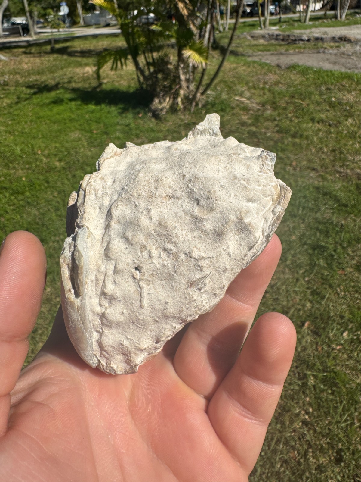 BEAUTIFUL PREP WHITE RIVER OREODONT LEPTAUCHENIA SKULL JAW TEETH BONE FOSSIL