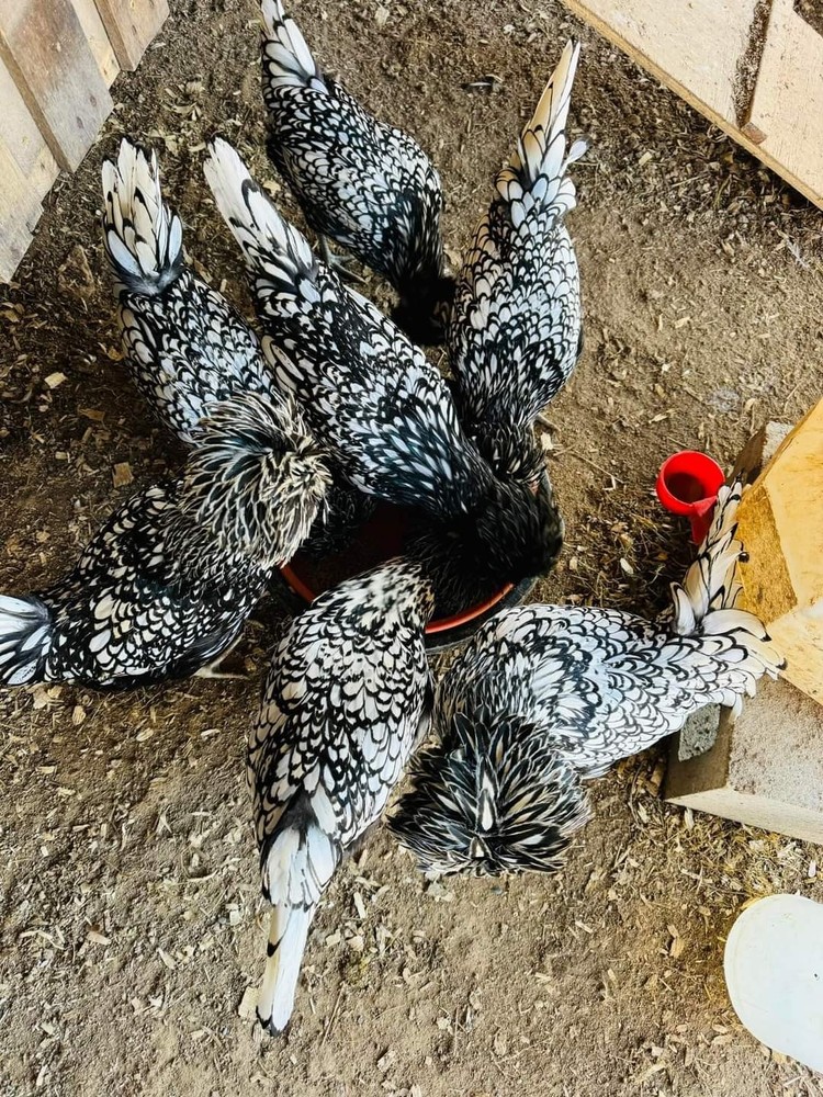 Hatching Eggs Polish Silver Laced 5+