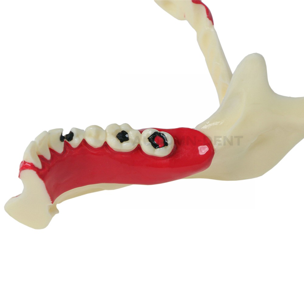 Dental Mandibular Tissue Teeth Anatomical Model Patient Teach Study Education
