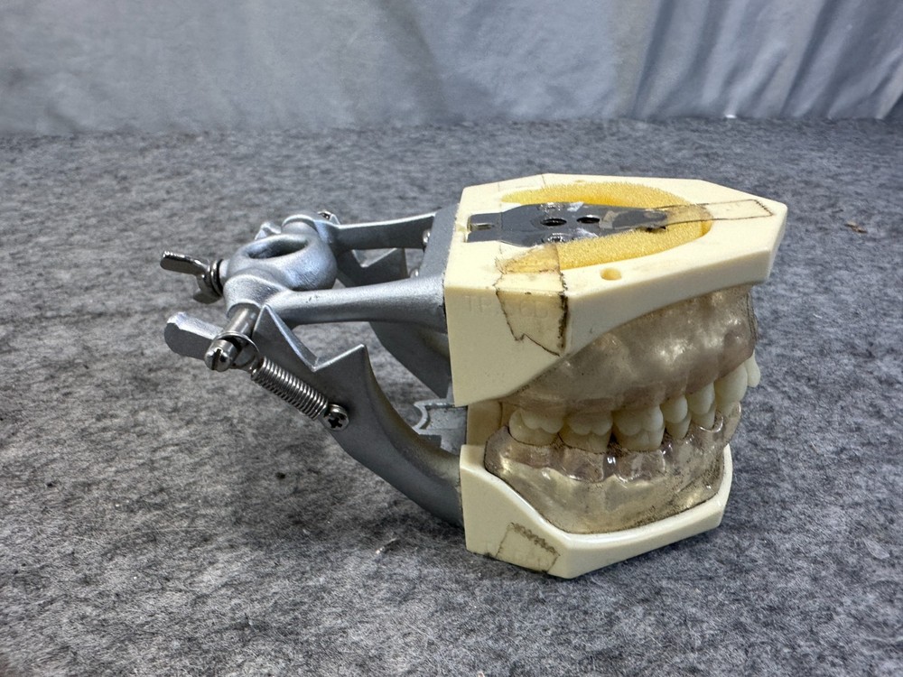 Perio Trainer Dental Model with Hinge Clear Composite gums