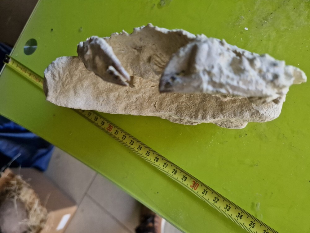 CRAB CANCER FOSSIL