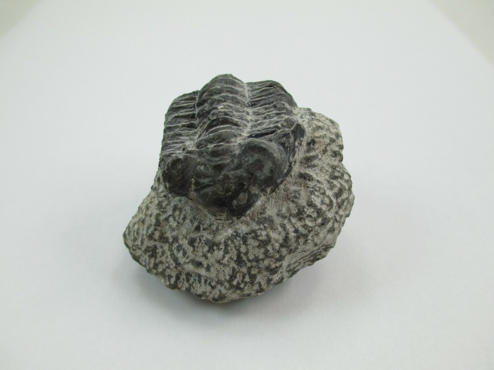 Trilobite Fossil Authentic? 008F