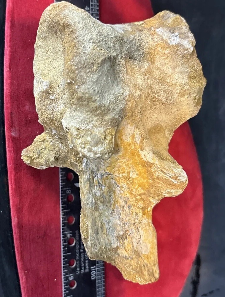 Mosasaurus vertebrae