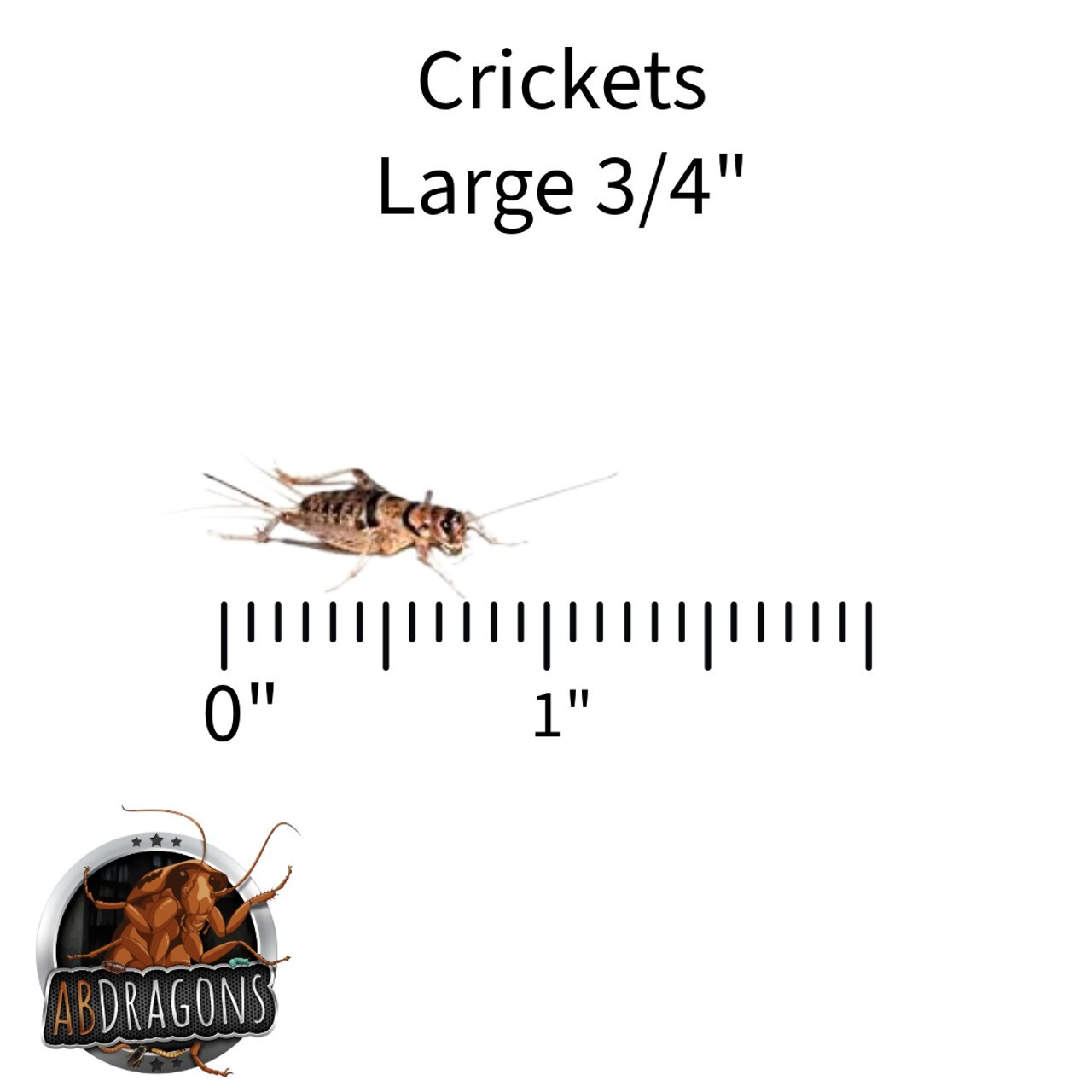 Live Crickets 100 -1000 Count Free Shipping Guaranteed Live Delivery