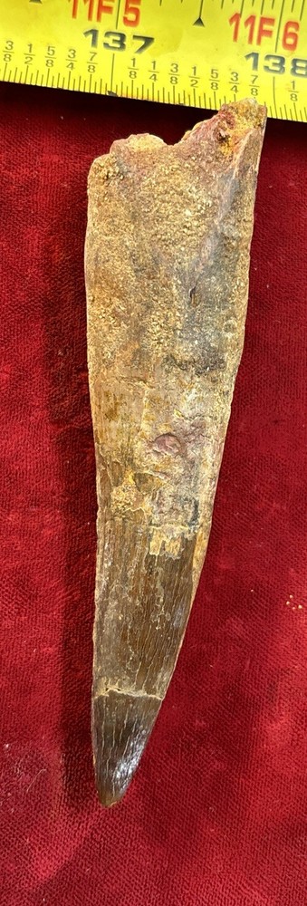Authentic 4” Spinosaurus Tooth Fossil