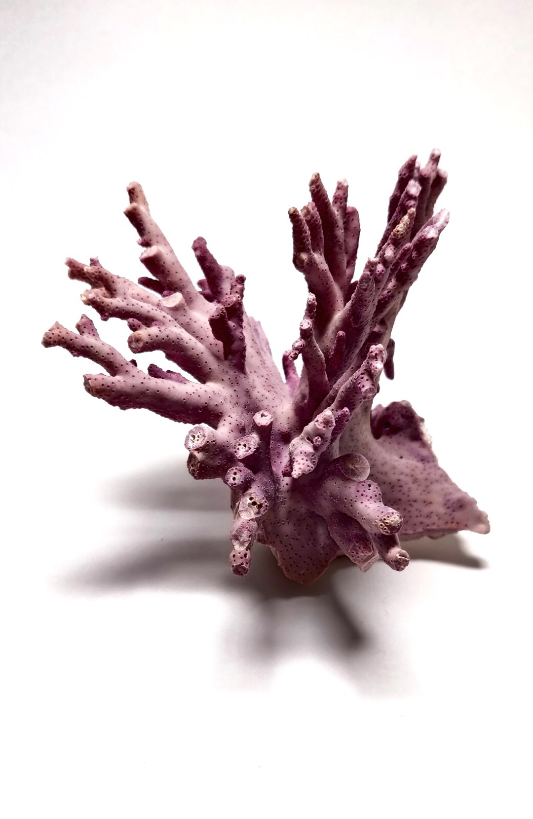 Rare Purple / Lavender Hydrocoral Coral from California Home Decoration