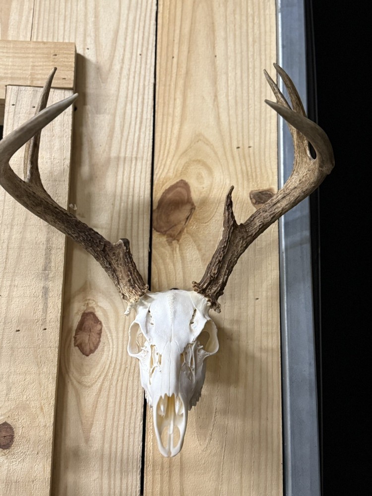 european skull mount Hanger