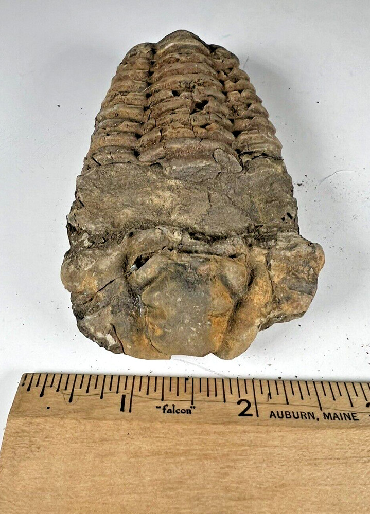 Authentic Fossilized Trilobite from Morocco.  Weight (grams): 174