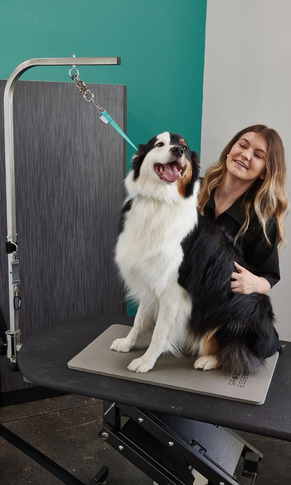 Groomer Essentials 17" Grooming Loops - Turquoise