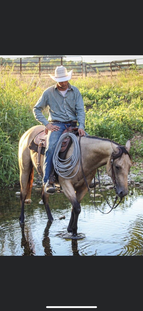 Lafferty Performance Horses. Horse Training, Colt Starting And Lessons .