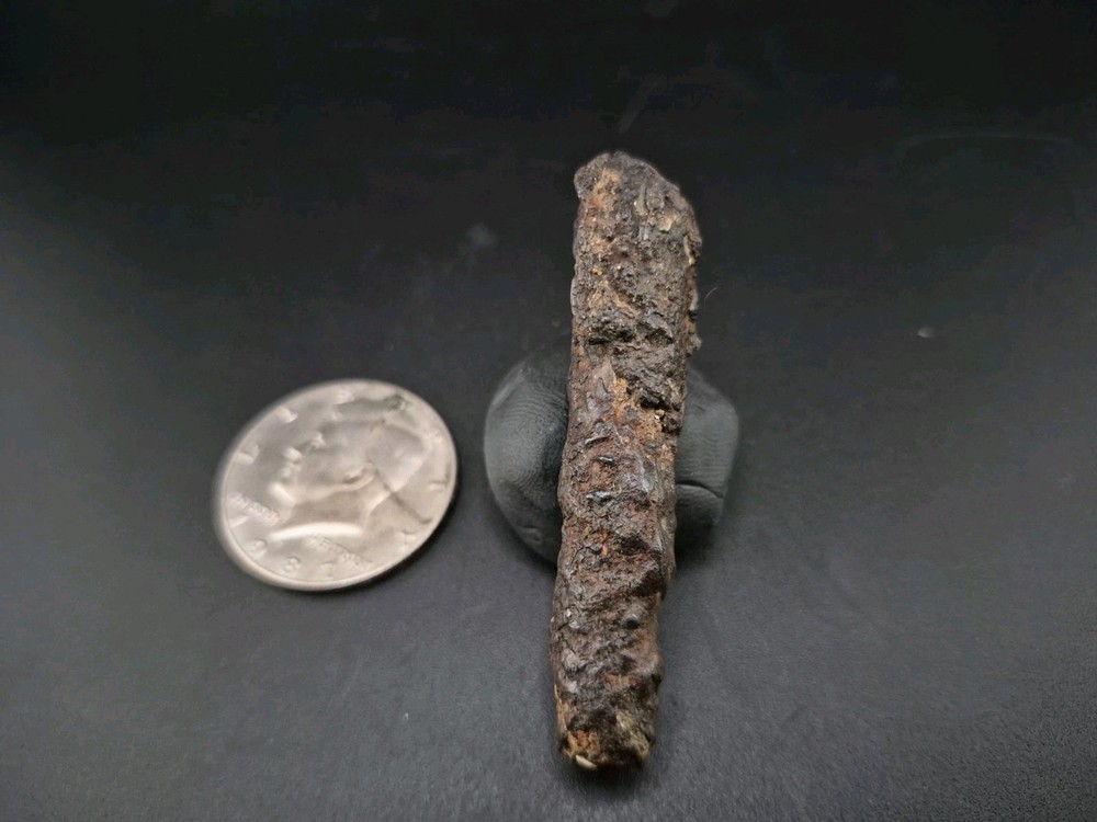 Claw Fossil Unknown Avain Species Perfect Specimen