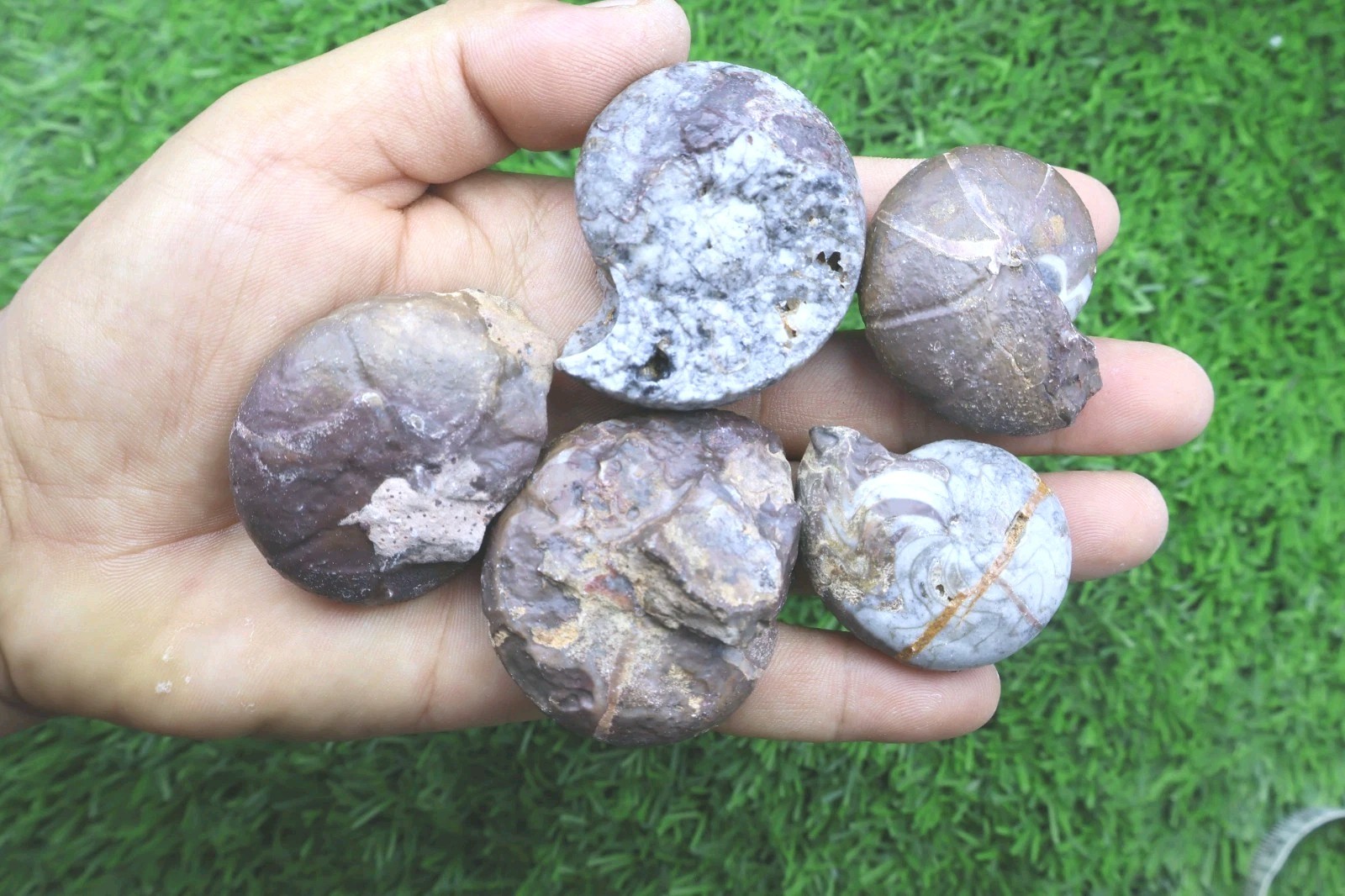 5 PCs Maenoceras Goniatite Fossil Devonian Authentic Morocco Collector Specimen