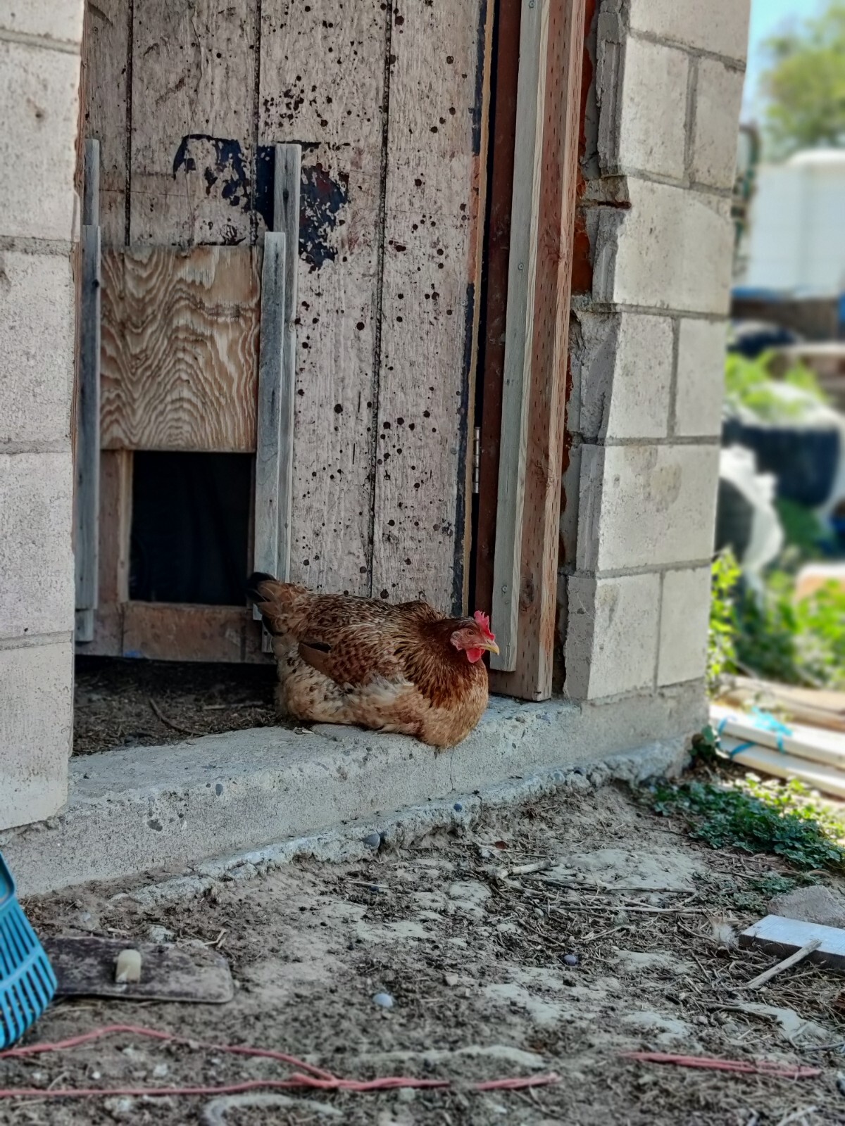 Freeze Dried Powdered Eggs, 1 doz., DISCOUNTS + FREE SHIPPING! Family Farm Made