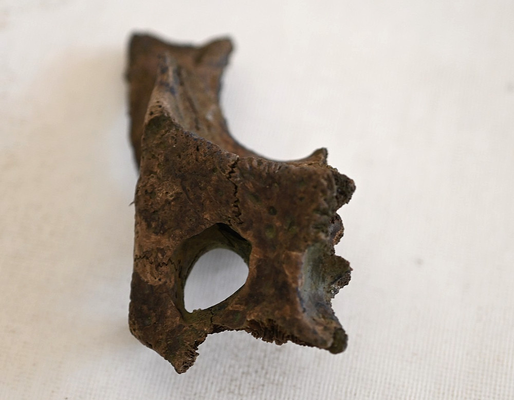 Partial Fossil Alligator Skull from Florida