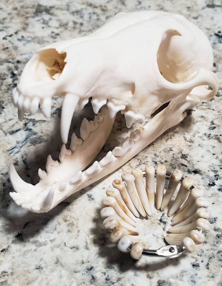 NEW! Predator Hunting Kill Counter with 10 Teeth And Pouch