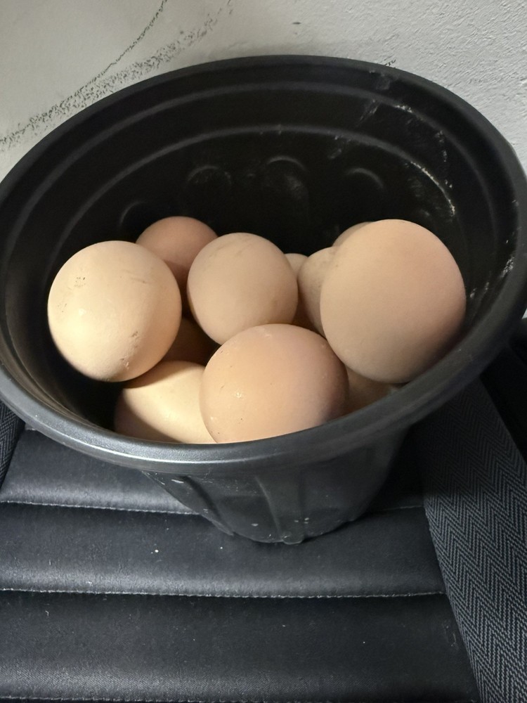 (12) Black Australorp Fertile Hatching Eggs