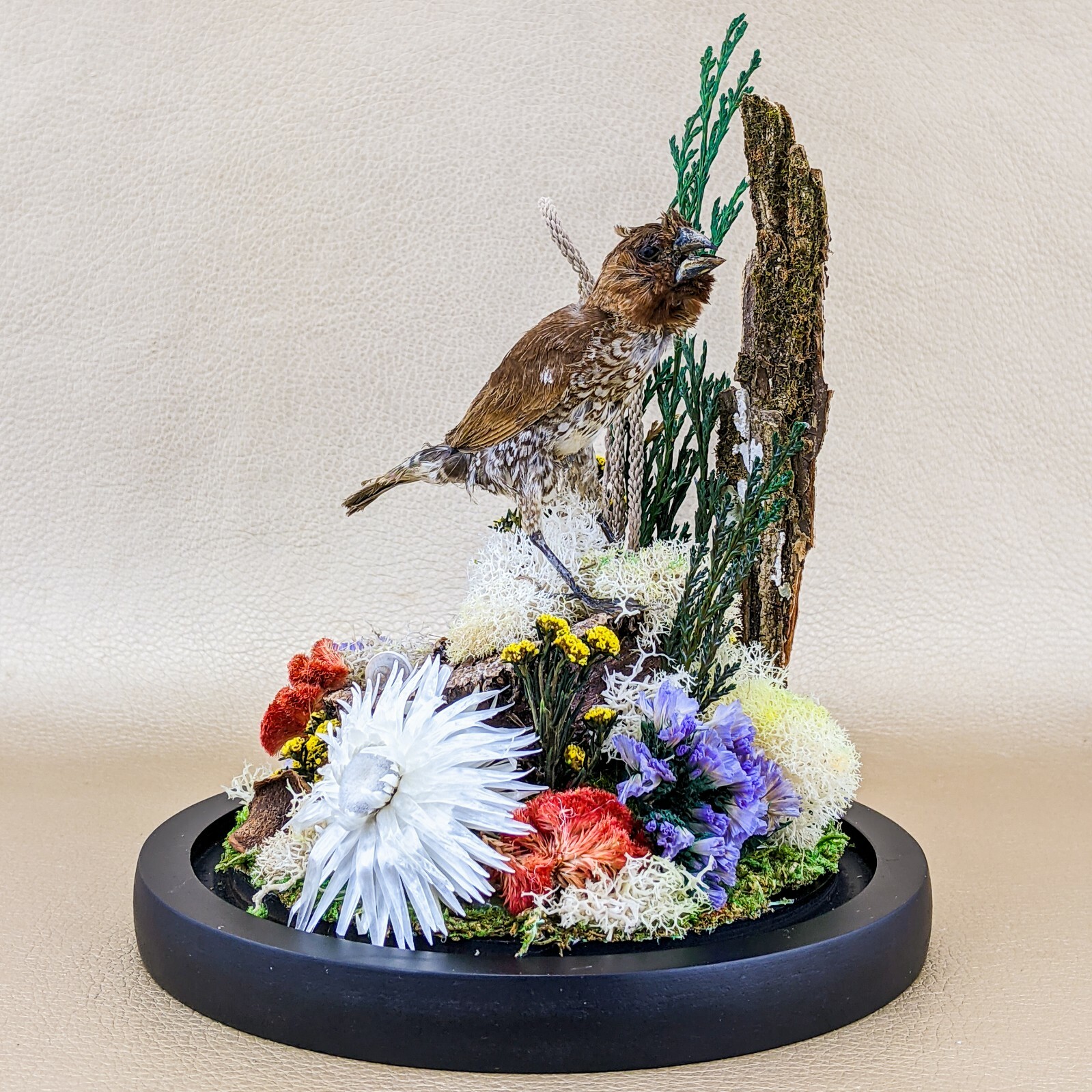 x25a Taxidermy oddities curiosities Spice Finch Bird Glass Dome Display decor