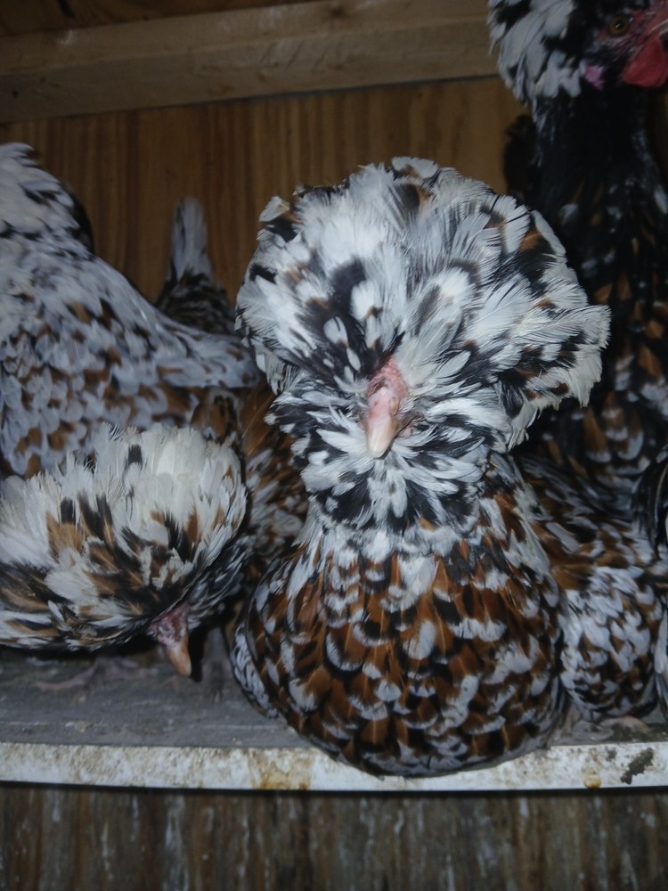 1 Dozen NPIP Tolbunt Polish Hatching Eggs