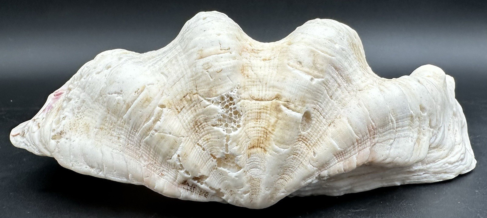 Giant Clam Sea Shell Tridacna Gigas 8 by 5 1/4 Inch Scalloped Natural 610 Grams