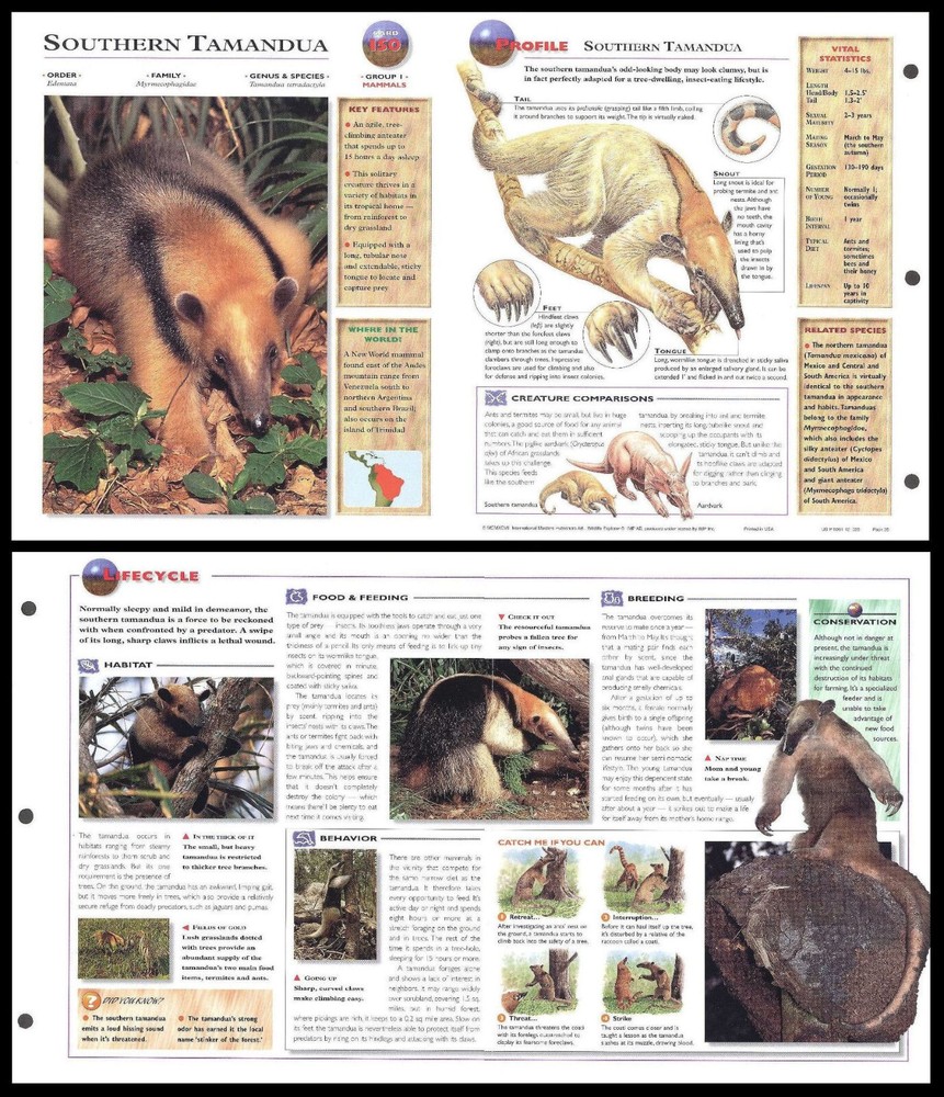 Fold-Out Sheet - Southern Tamandua - 150