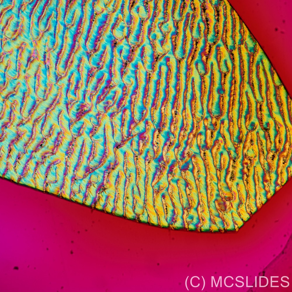 Vintage microscope slide: exceptional buffalo horn section polarised light