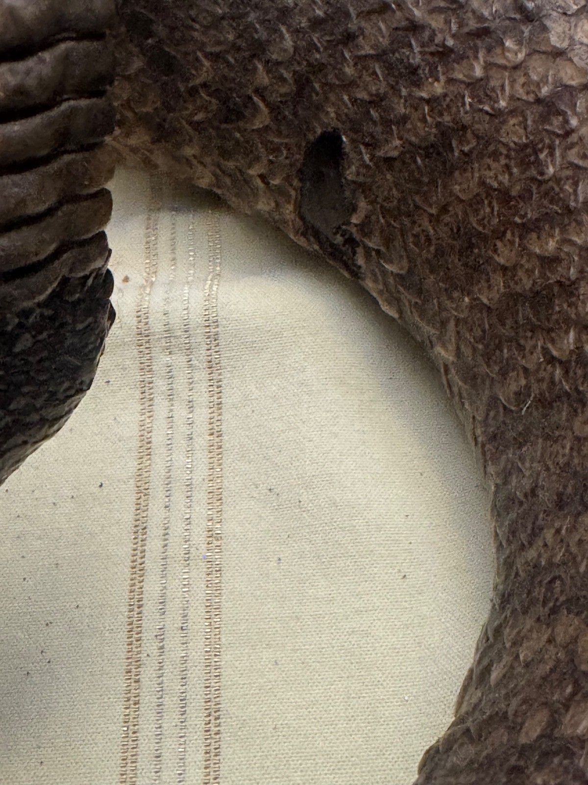 Vintage 53” eastern diamondback rattlesnake taxidermy mount Crotalus adamanteus