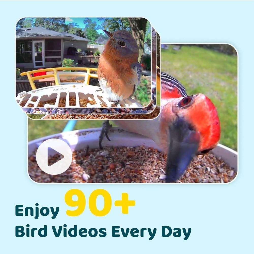 AI Bird Feeder for Live Streaming & Notifications