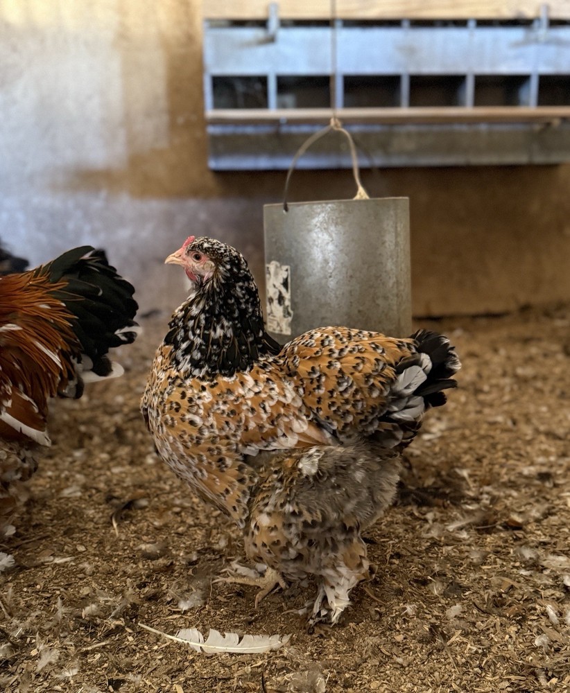 12++ Porcelain Brahma Hatching Eggs