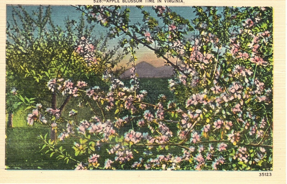 APPLE BLOSSOM TIME IN VIRGINIA  - PC5799