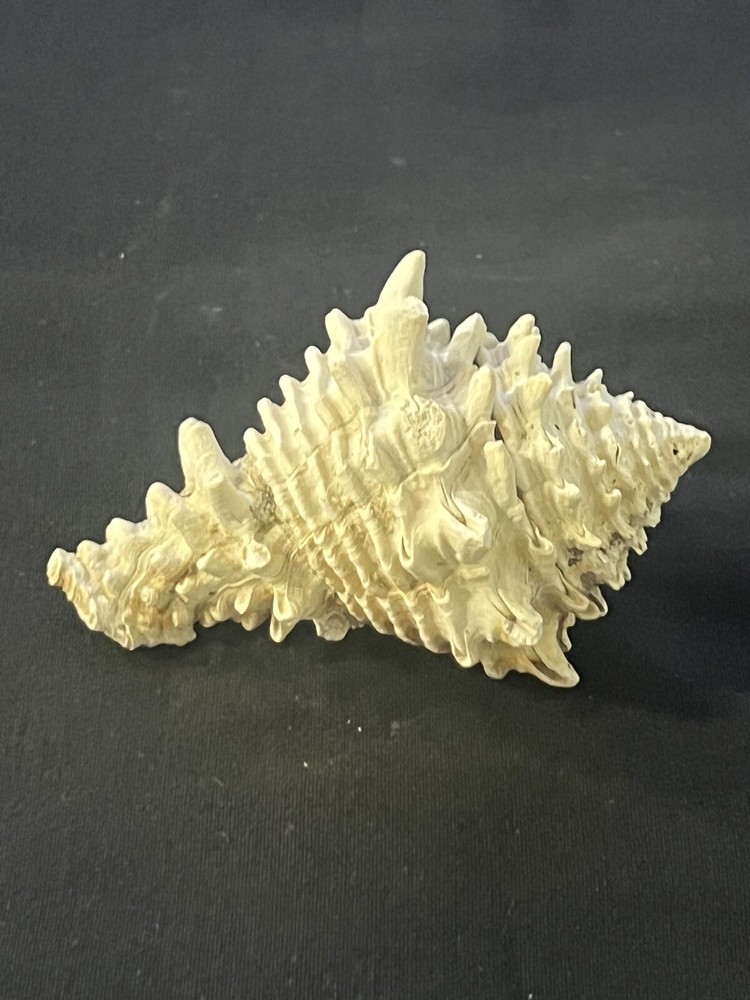 EXTINCT Fossilized VASE Shell From Central Florida, Pliocene Era.