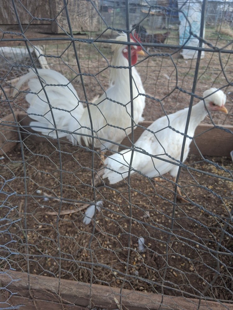 6 +White Toppy chickens Eggs
