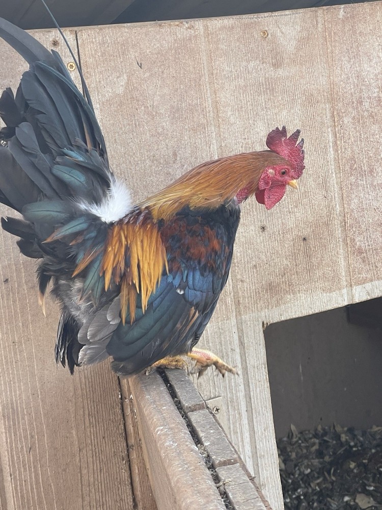 Serama Hatching Eggs 12+ Smooth, Frizzle