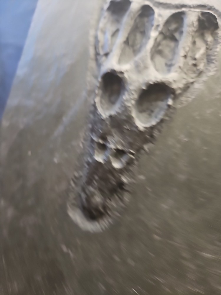 NOTHOSAURUS Skull Rare The Matrix