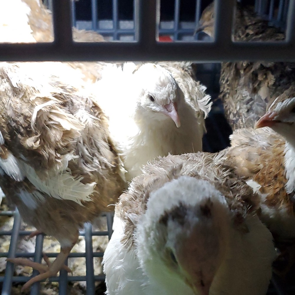 24 + Quail Hatching Eggs, mix colors