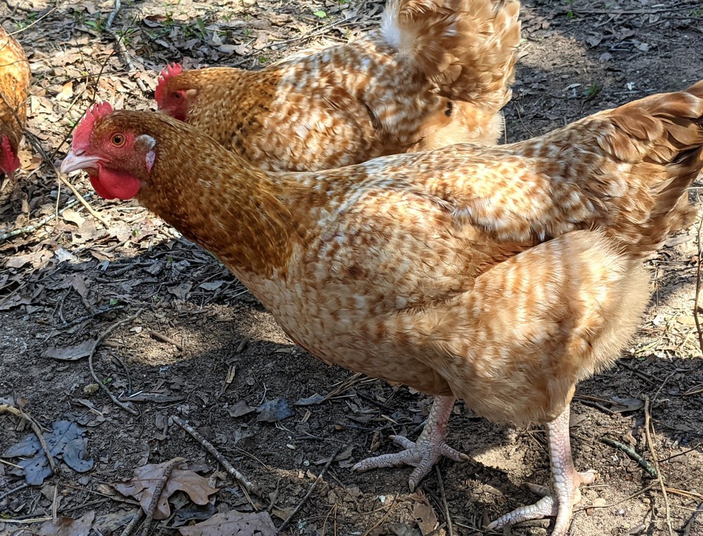 Lemon Cuckoo Niederrheiner 10+ Hatching Eggs