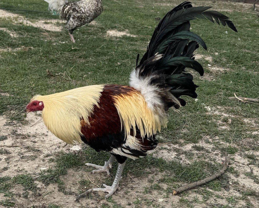 chicken hatching egg