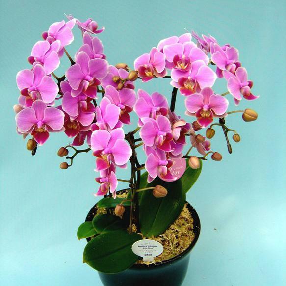 Phalaenopsis Moth Orchids Flower Seeds Multiple Color 100pcs/pack