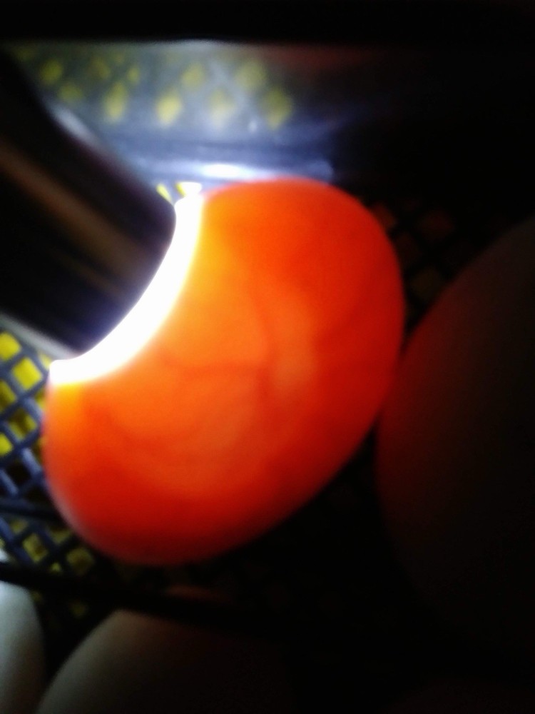 Sebastopol Goose Hatching Eggs