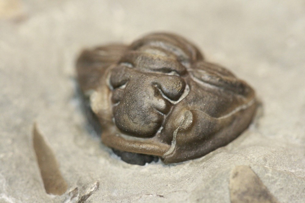 Flexicalymene retrorsa Trilobite from Brown County, Ohio