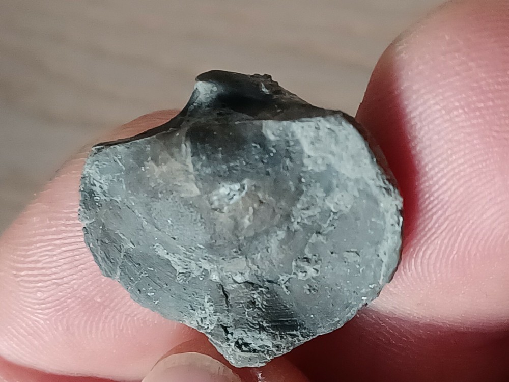 Extremely rare Devonian brachiopod, Eoreticularia Aviceps, Poland, Rocks