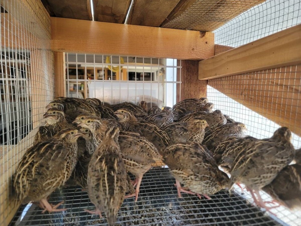 12 Fertile Coturnix Quail Hatching Eggs