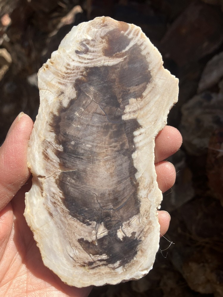 Petrified Wood Slab