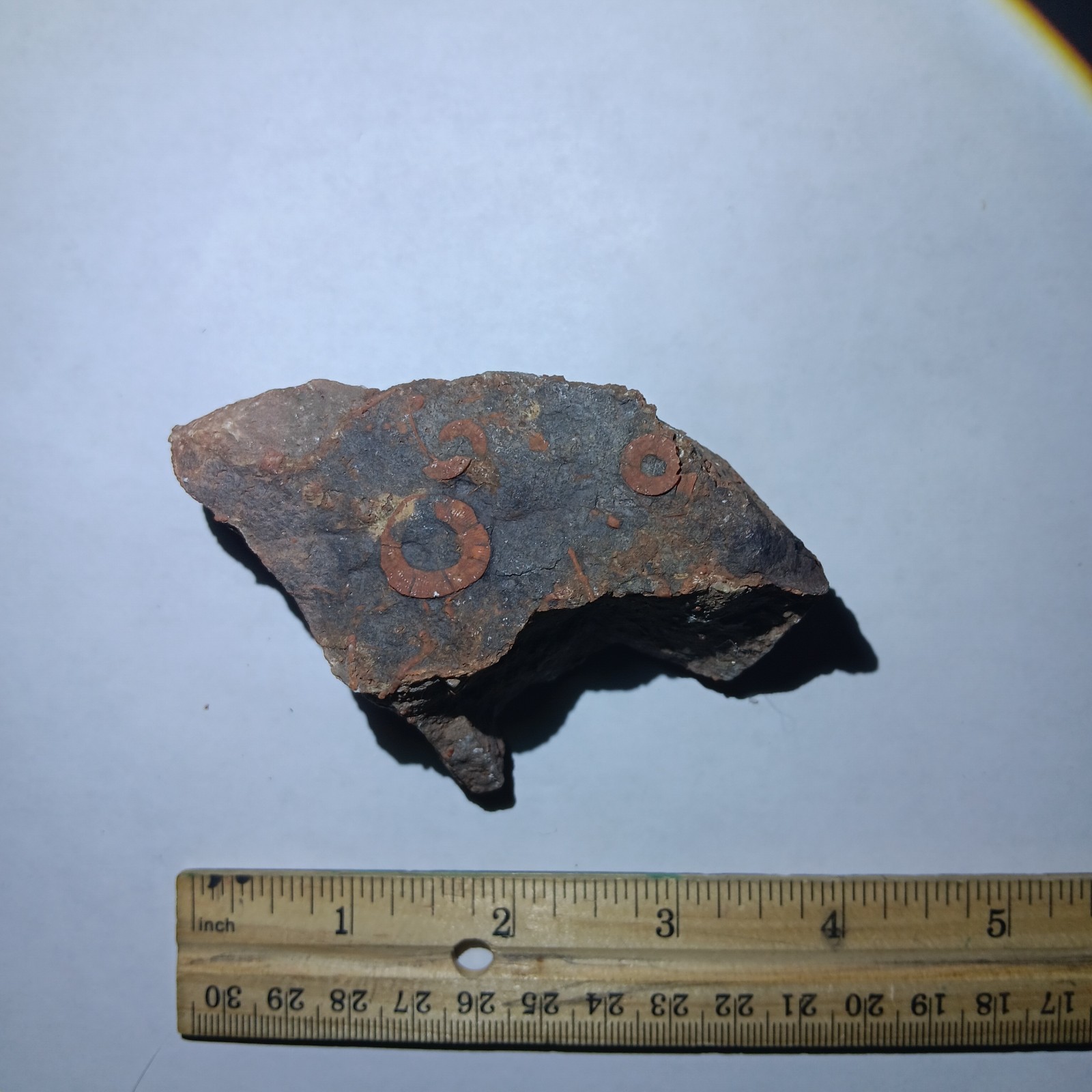 Rare Crinoid Fossil Stem Segments and Imprints,3 In, Miniturn Formation Colorado