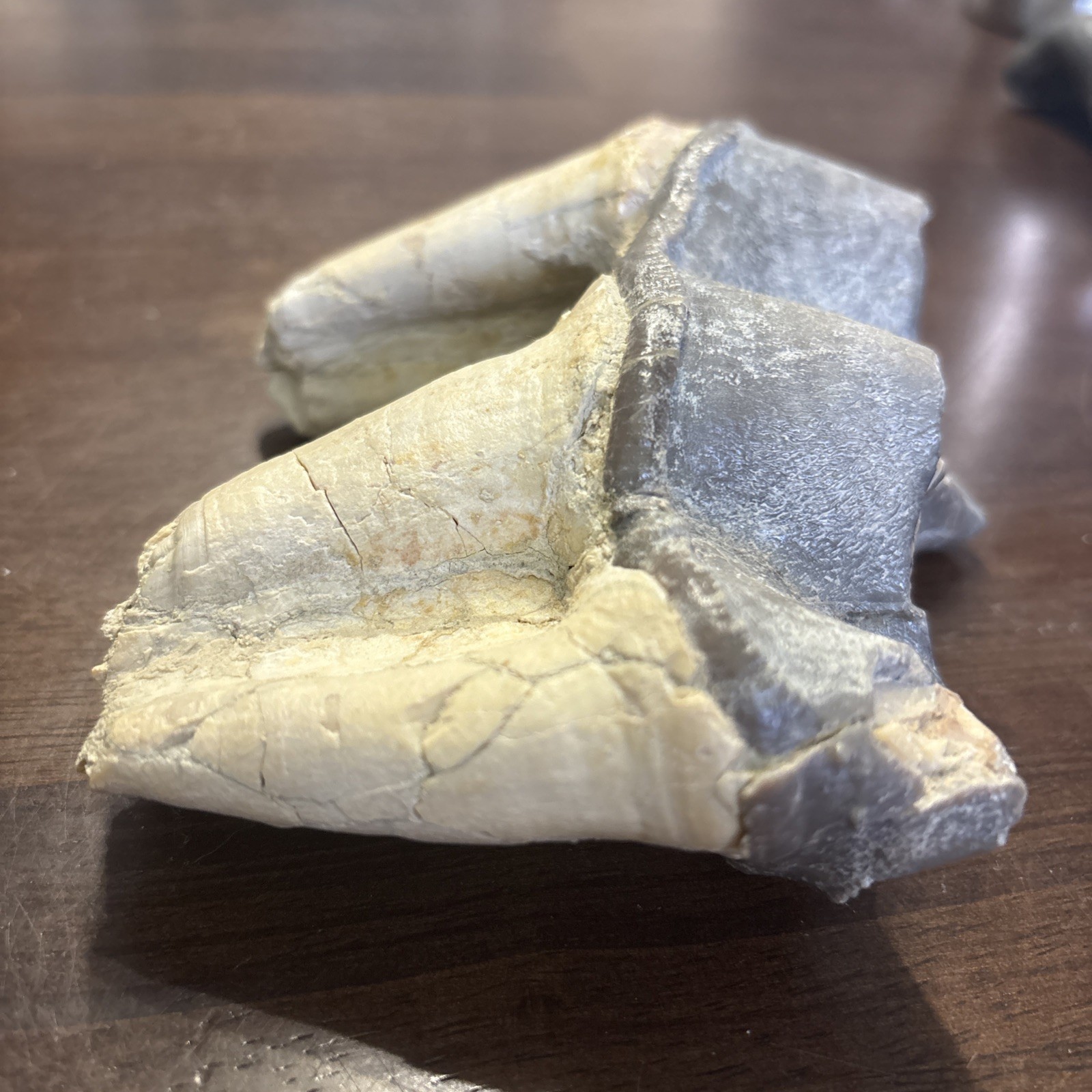 Rhino Lower molar Titanothere Late Eocene 35 Mill Fossil