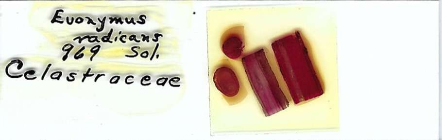 Euonymus radicans Microscope Slide